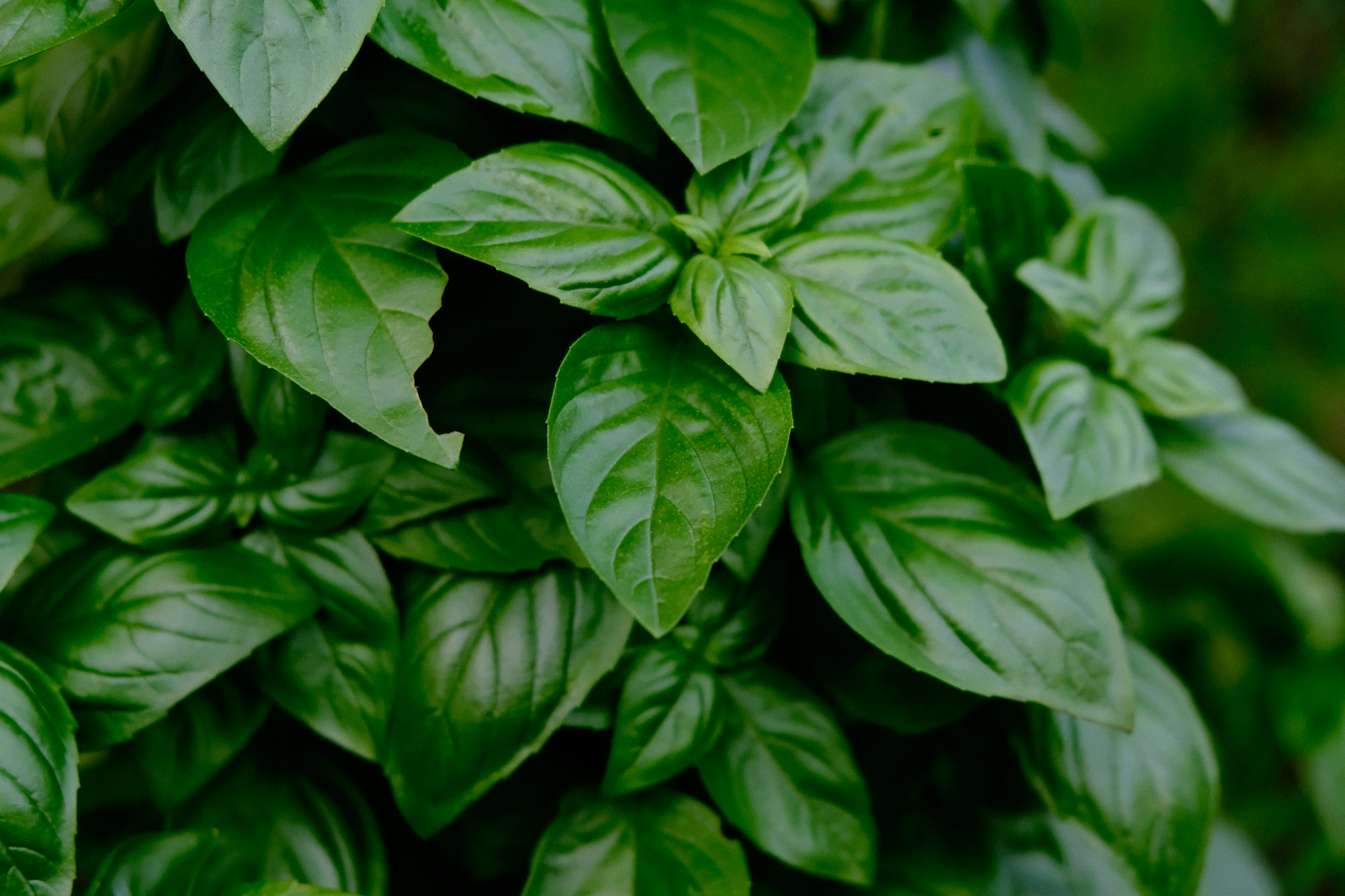ACEITE ESENCIAL ALBAHACA