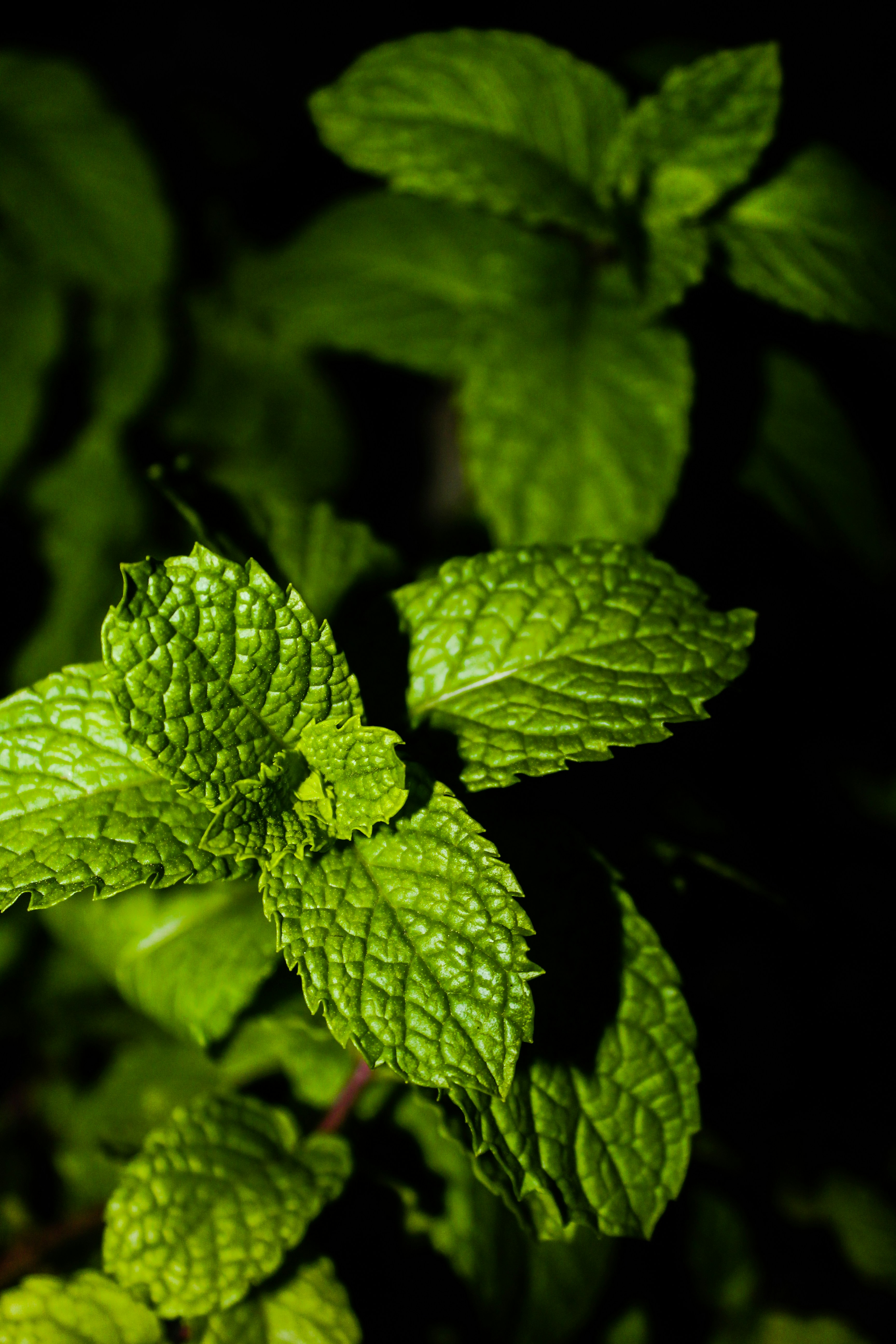 ACEITE ESENCIAL DE MENTA PIPERITA