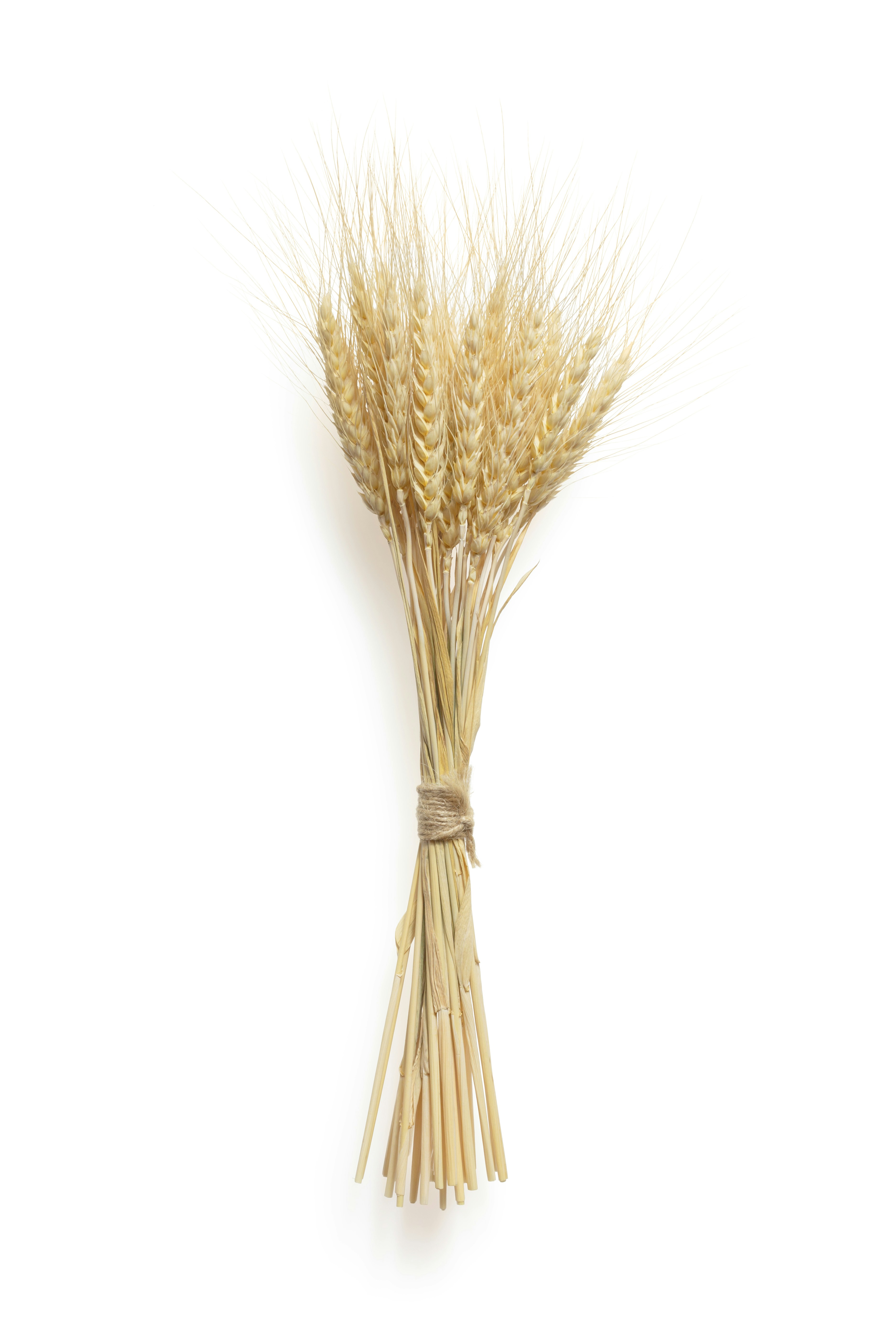 AMINO WHEAT NPNF (AMINOACIDOS DE TRIGO)